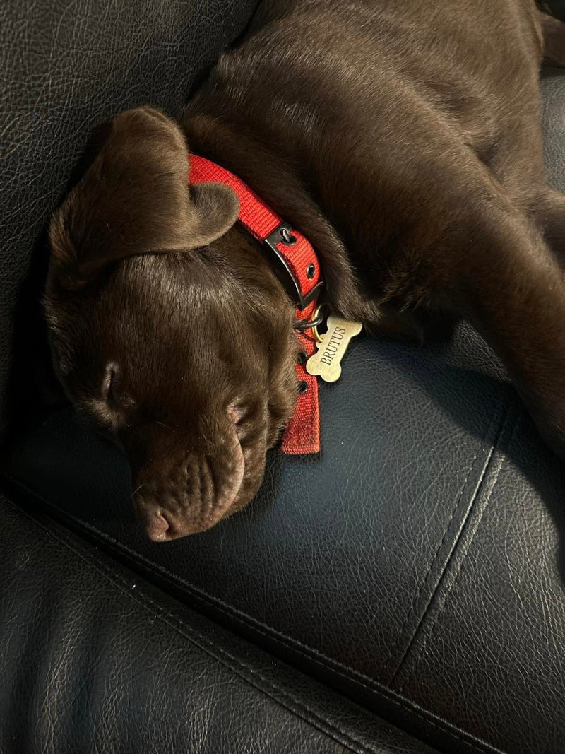 A durable brass name tag for Brutus!
